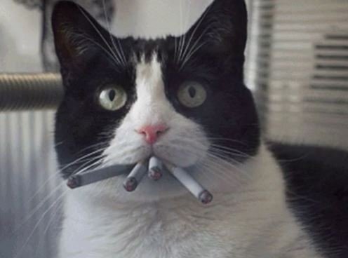 cat.JPG