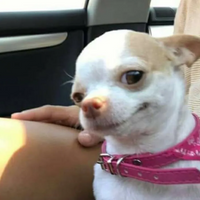 654f6df625d00a1abb2ed182_Funny_20PFP_20for_20Tiktok_206.png