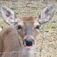 Deer dad