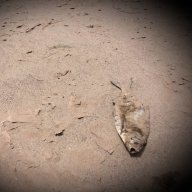 Dryriver1