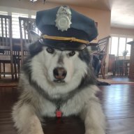 Wolfdog56