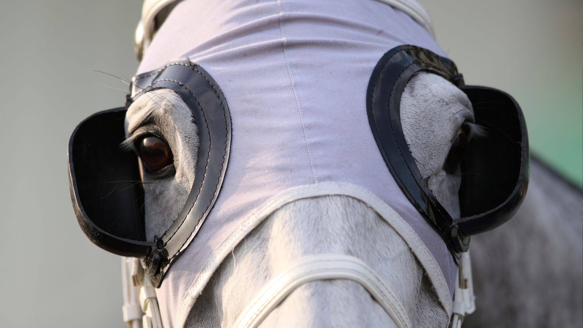 horseracingsense.com